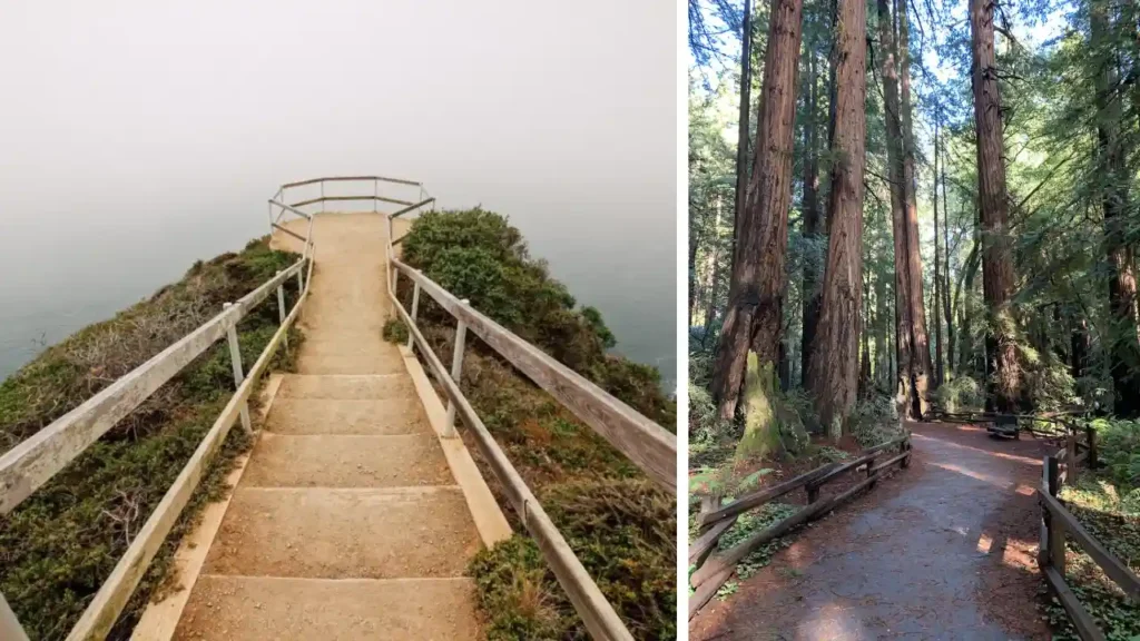 Hike Muir Woods