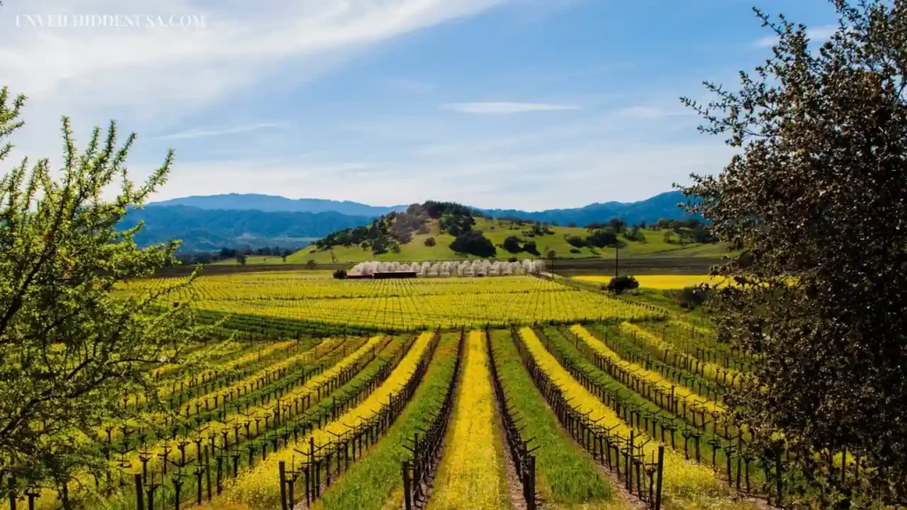 Napa Valley