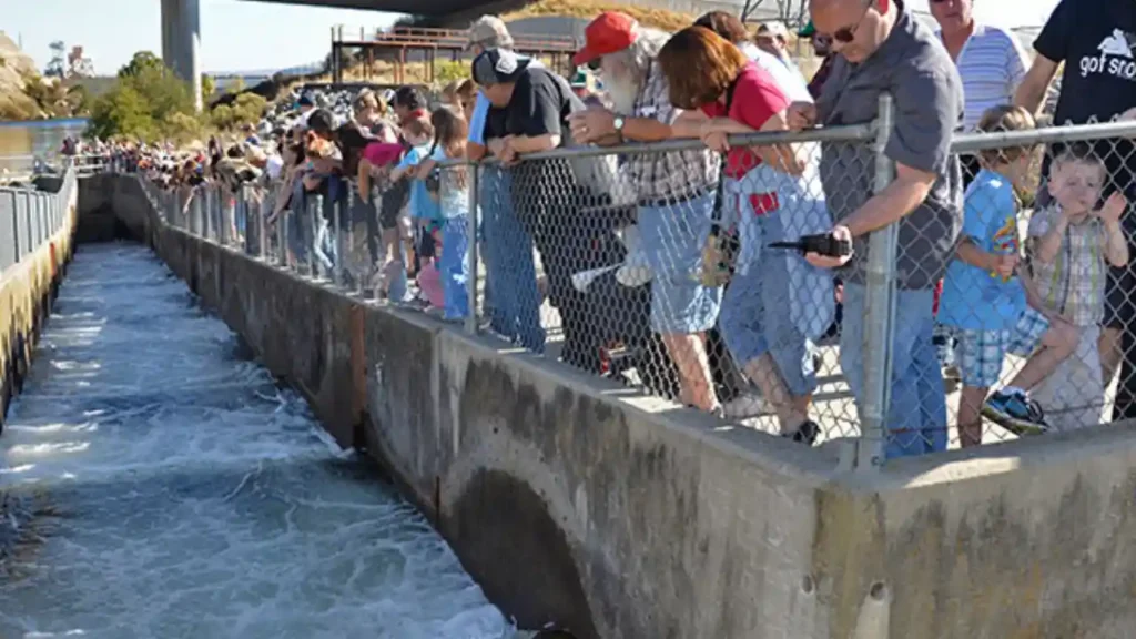 Nimbus Fish Hatchery
