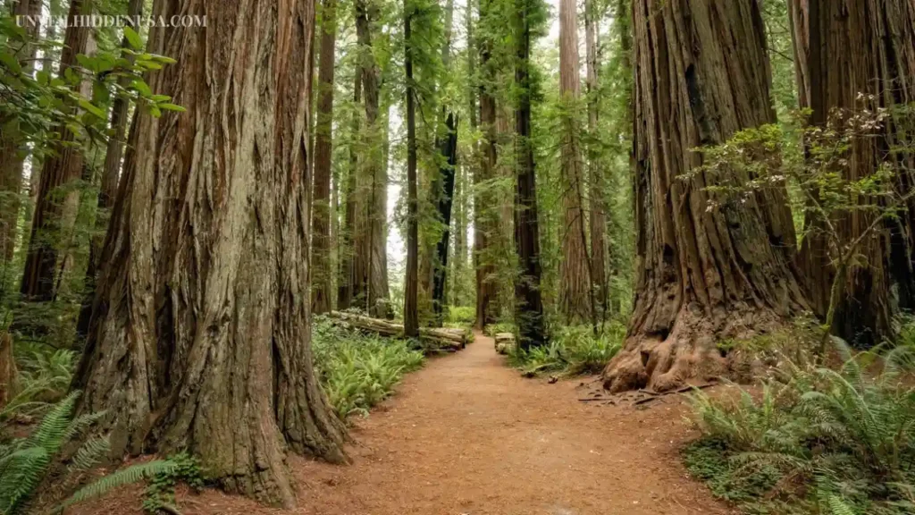 Redwood National & State Parks