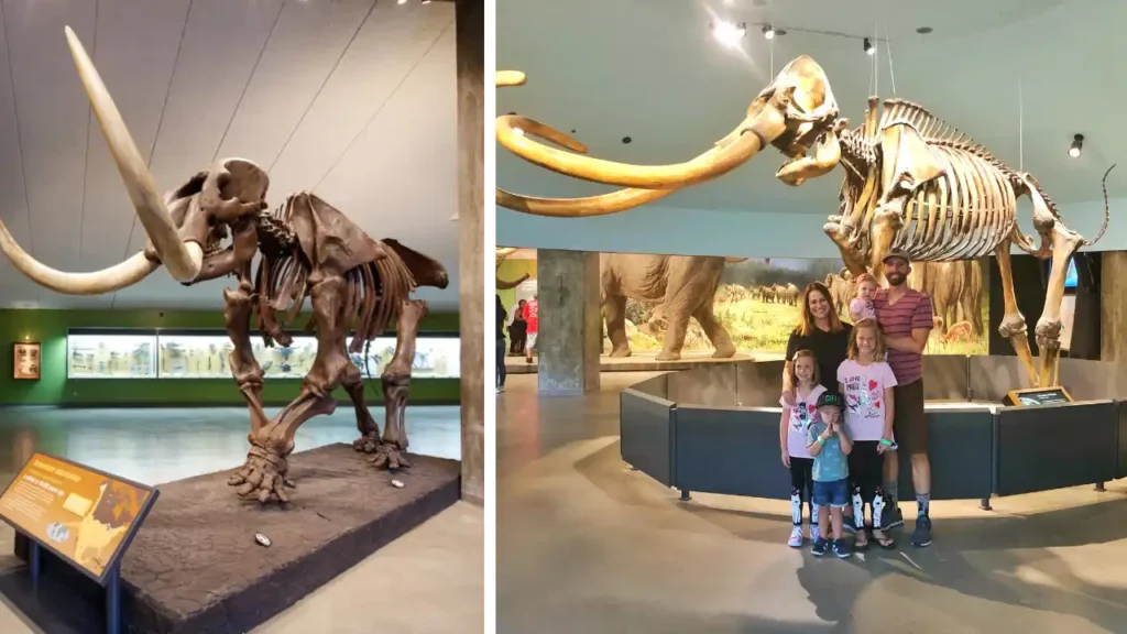Touch the Ice Age at La Brea Tar Pits and Museum