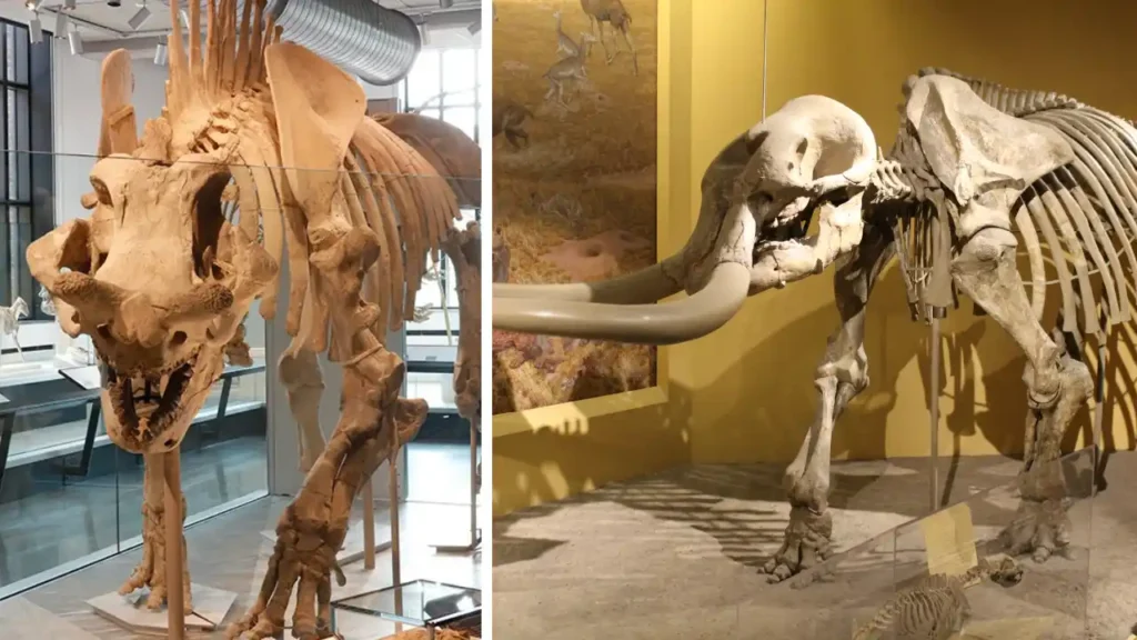 Watch Real Fossils Being Cleaned at the Natural History Museum