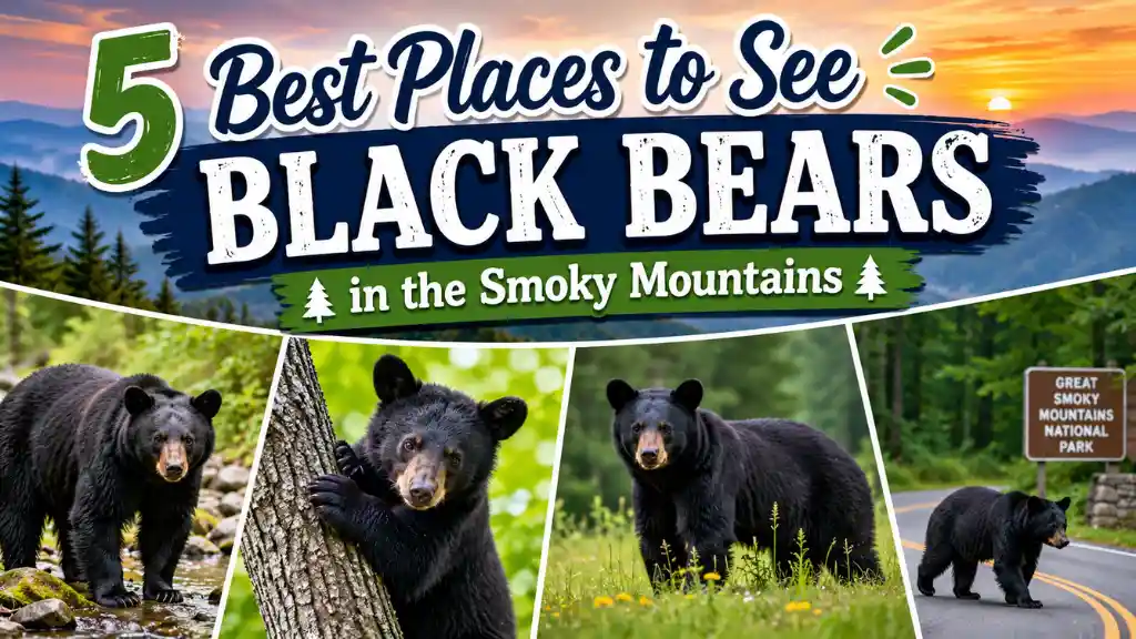 Best Places to See Black Bears in the Smoky Mountains