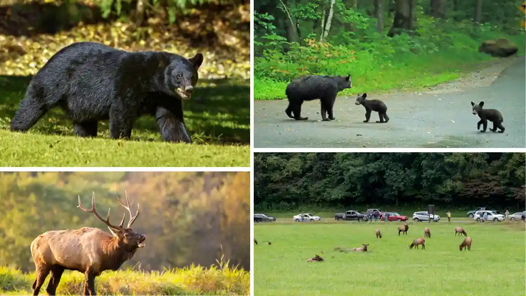 Go Wildlife Spotting
