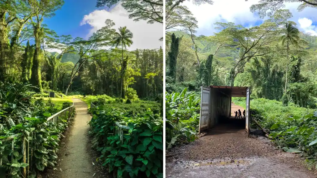 Manoa Falls Trail
