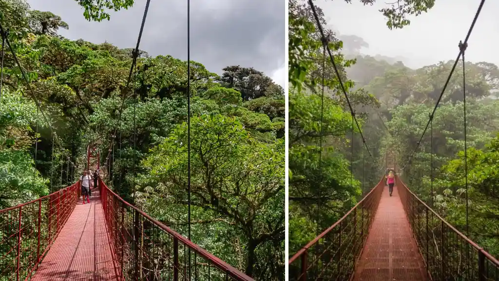 Monteverde Cloud Forest
