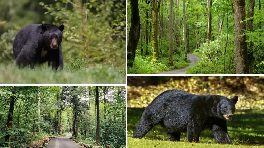 Roaring Fork Motor Nature Trail