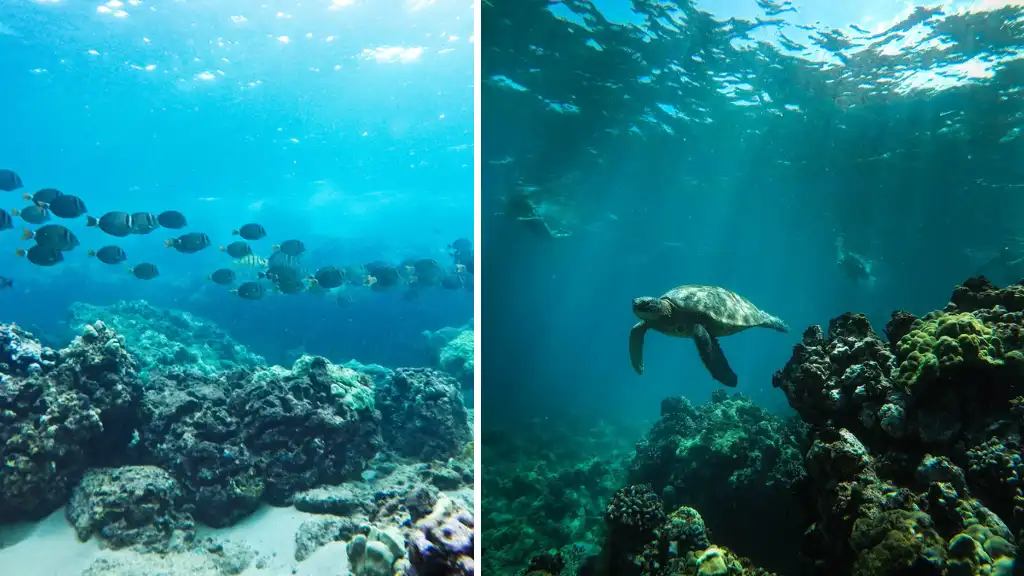Snorkeling at Hanauma Bay