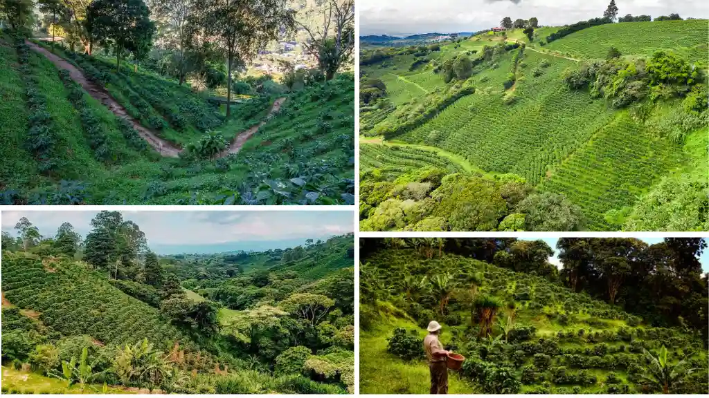 Take a Coffee Plantation Tour