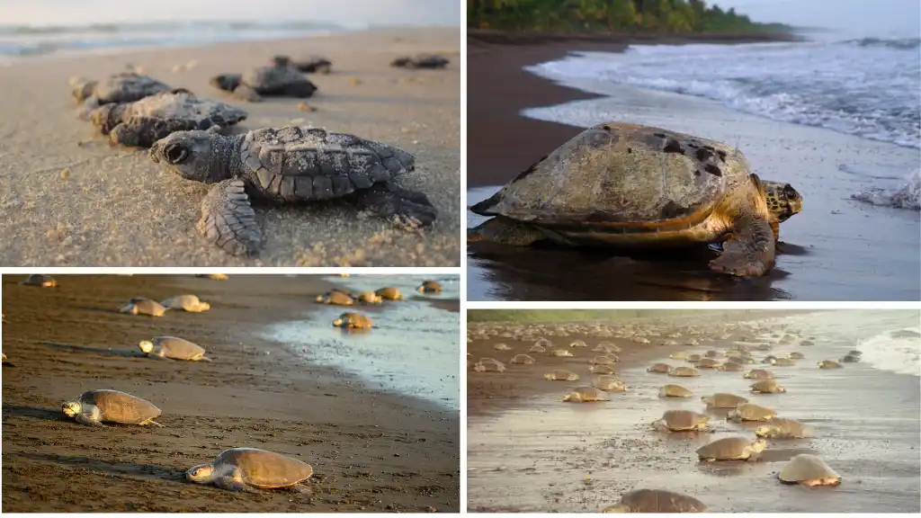Watch Sea Turtles Nest at Tortuguero